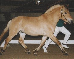 stallion Mogly (Fjord Horse, 1998, from Mosby BPH)