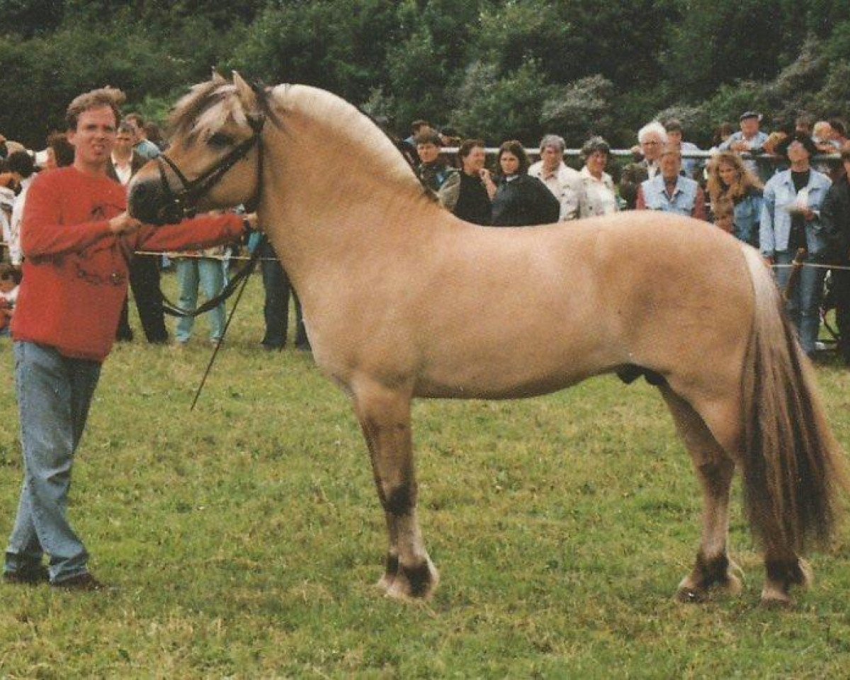 stallion Mosby BPH (Fjord Horse, 1992, from Havstad)