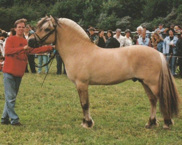 stallion Mosby BPH (Fjord Horse, 1992, from Havstad)