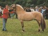 stallion Mosby BPH (Fjord Horse, 1992, from Havstad)