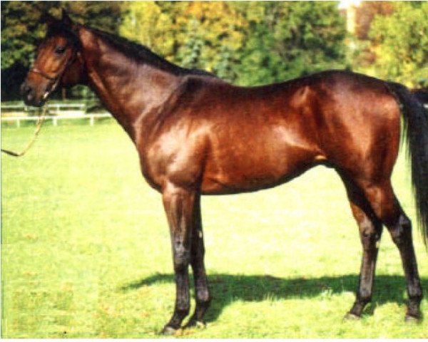 Pferd Horatio Luro xx (Englisches Vollblut, 1987, von El Gran Senor xx)