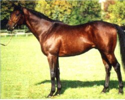 horse Horatio Luro xx (Thoroughbred, 1987, from El Gran Senor xx)