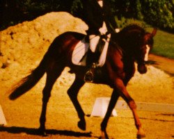 horse Bajaro (Austrian Warmblood, 2003, from Bajazzo)