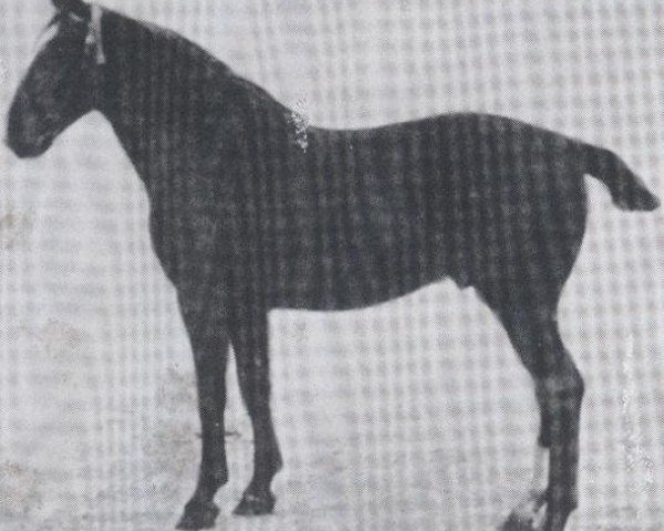 horse First 2451 (Holsteiner, 1914, from Tobias)