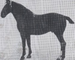 stallion First 2451 (Holsteiner, 1914, from Tobias 2161)