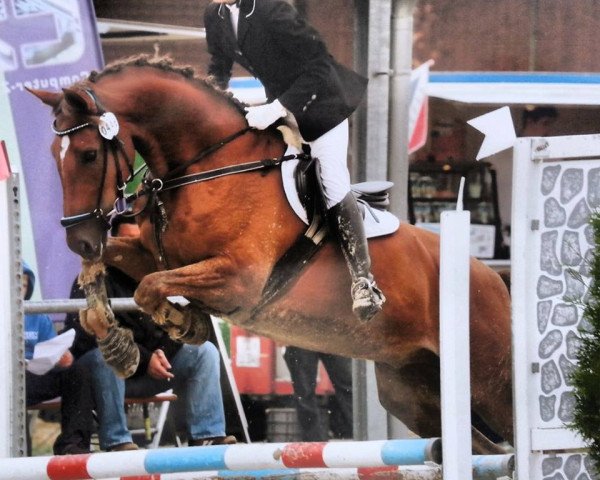 dressage horse Duke of Deuten (Westphalian, 2003, from Donnerloh)