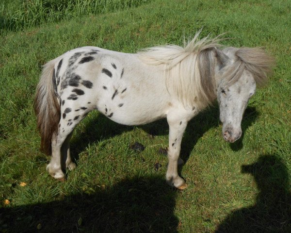 horse Many Minis Anthony (Dt.Part-bred Shetland pony, 2012, from Arum van Masnon)