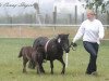 horse Suri (Shetland Pony, 2013, from Apollo vom Purnitzgrund)