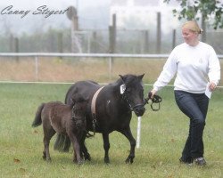 horse Suri (Shetland Pony, 2013, from Apollo vom Purnitzgrund)