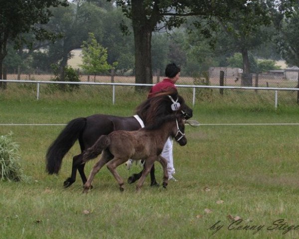 horse Ray von der Mühlbachquelle (Shetland Pony, 2013, from Rossi van de Veldhoeve)