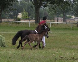 Pferd Ray von der Mühlbachquelle (Shetland Pony, 2013, von Rossi van de Veldhoeve)