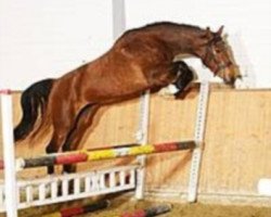 broodmare Fieandra (KWPN (Royal Dutch Sporthorse), 2010, from Avontuur)