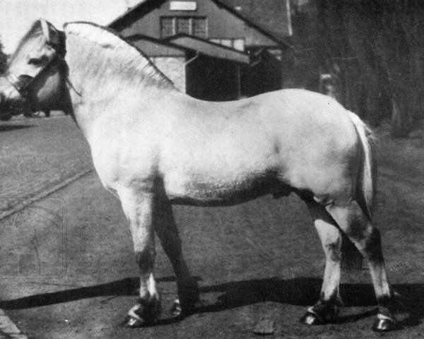 Deckhengst Vendel (Fjordpferd, 1948, von Vendelbo Jarl FJH 67)