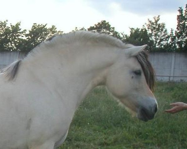 broodmare Zena (Fjord Horse, 1998, from Almglimt)