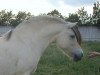 broodmare Zena (Fjord Horse, 1998, from Almglimt)