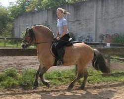 stallion Lenngard (Fjord Horse, 1991, from Sverre I)