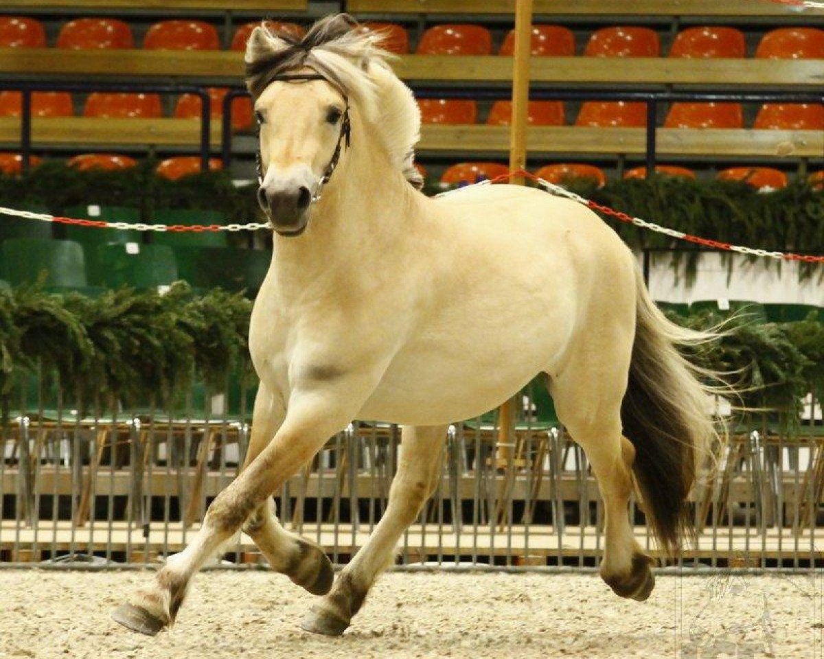 horse Lidar Stanstorp (Fjord Horse, 2009, from Valiant Fjordlyst)