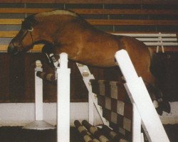 stallion Leander (Fjord Horse, 1991, from Fjellwin)