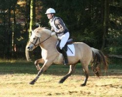 stallion Lysander 110 (Fjord Horse, 2003, from Leander)