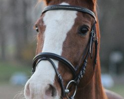 broodmare Cora (Zweibrücken, 1992, from Cadence Z)