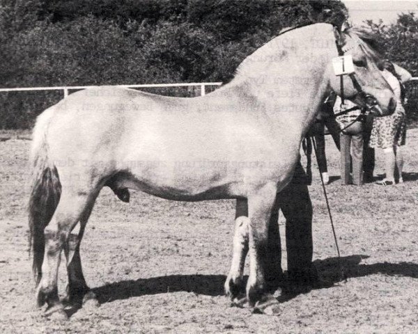 stallion Mini-Midt (Fjord Horse, 1971, from Bjørgar N.1706)