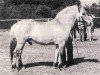 stallion Mini-Midt (Fjord Horse, 1971, from Bjørgar N.1706)