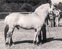 Deckhengst Mini-Midt (Fjordpferd, 1971, von Bjørgar N.1706)