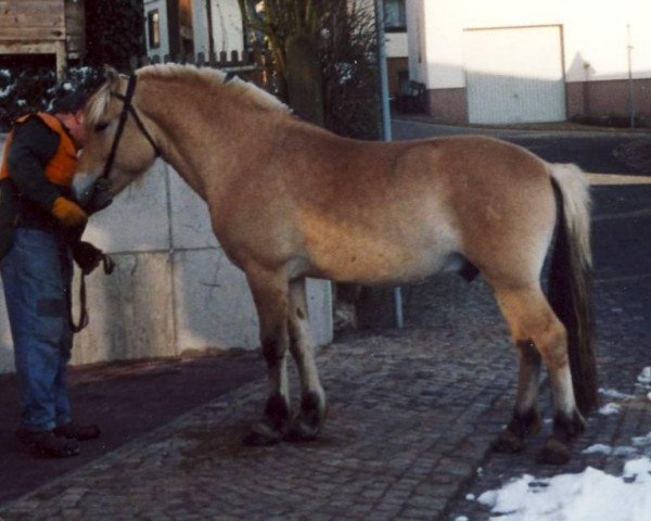 stallion Kadix d'Ober (Fjord Horse, 1998, from Kaspar)