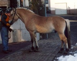 stallion Kadix d'Ober (Fjord Horse, 1998, from Kaspar)