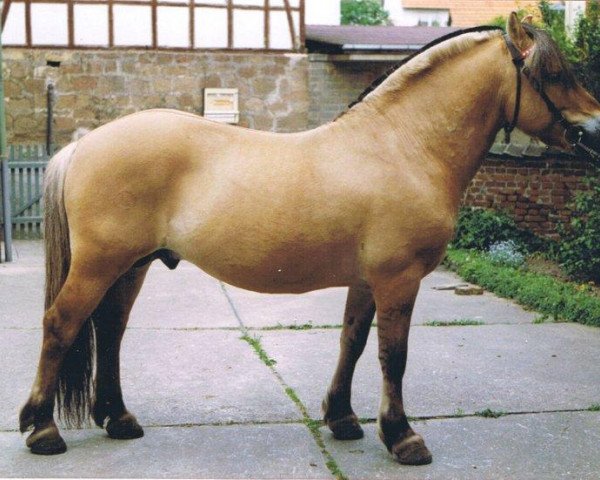 stallion Lothar II (Fjord Horse, 1977, from Ludvig)
