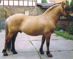 stallion Lothar II (Fjord Horse, 1977, from Ludvig)