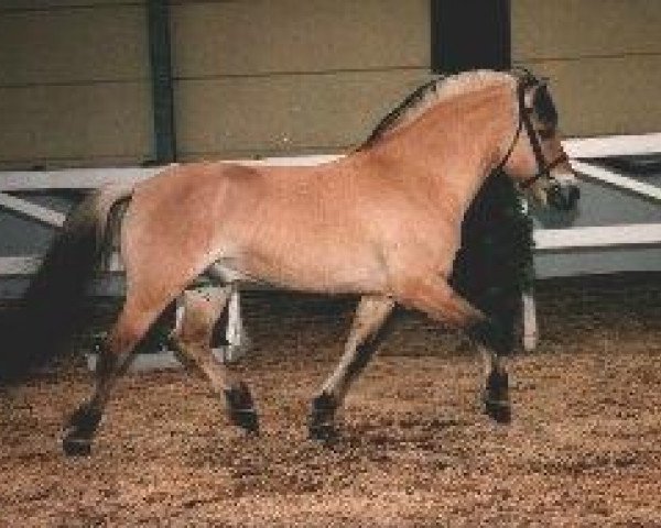 stallion Karino (Fjord Horse, 1990, from Astrix N.1822)