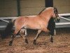 stallion Karino (Fjord Horse, 1990, from Astrix N.1822)