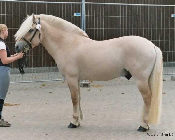 stallion Højgaards Bacardi (Fjord Horse, 2001, from Golf Gudenå)