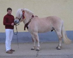 Deckhengst Katrinedals Janus (Fjordpferd, 2006, von Højgaards Bacardi)