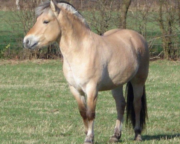 Pferd Kavalier (Italienisches Warmblut, 2005, von Kastanjegårdens Hannibal)