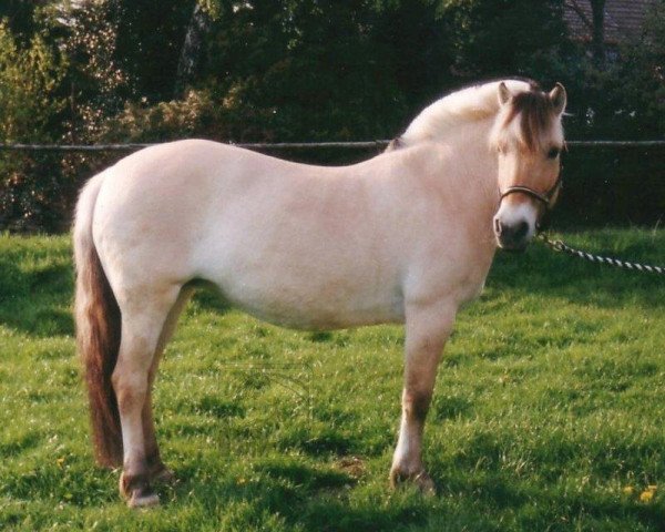 broodmare Hexe (Fjord Horse, 1981, from Draufgänger)