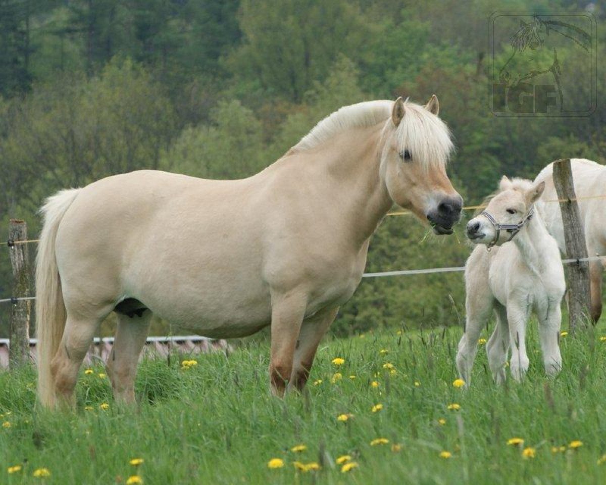 broodmare Imke (Fjord Horse, 1993, from Illiano)