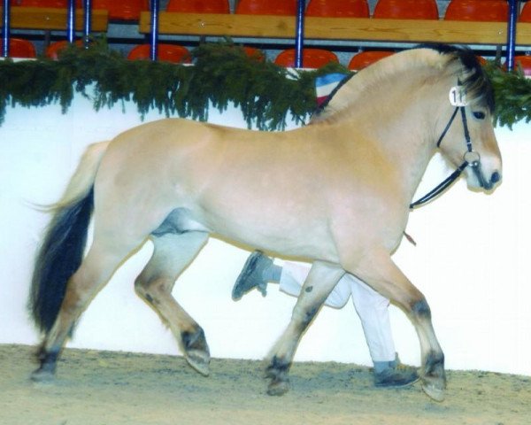 stallion Kenrick (Fjord Horse, 1997, from Kvest Halsnæs)