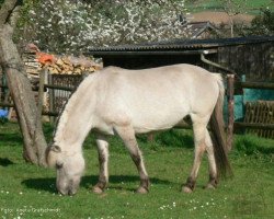 broodmare Eike (Fjord Horse, 1996, from Eric)