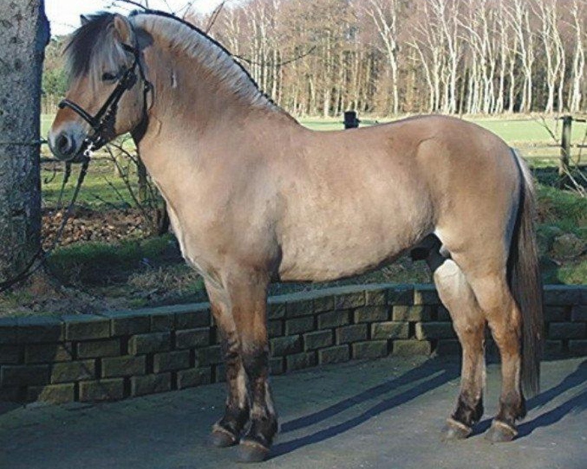 horse Kilian (Fjord Horse, 2004, from Kvirlo)