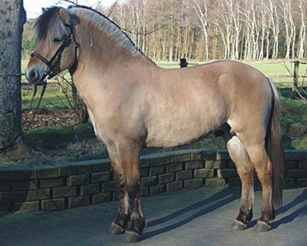 horse Kilian (Fjord Horse, 2004, from Kvirlo)