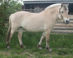 broodmare Lorka (Fjord Horse, 1995, from Jon Halsnæs)