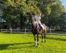 jumper La Cheval (German Sport Horse, 2006, from Lafitte)