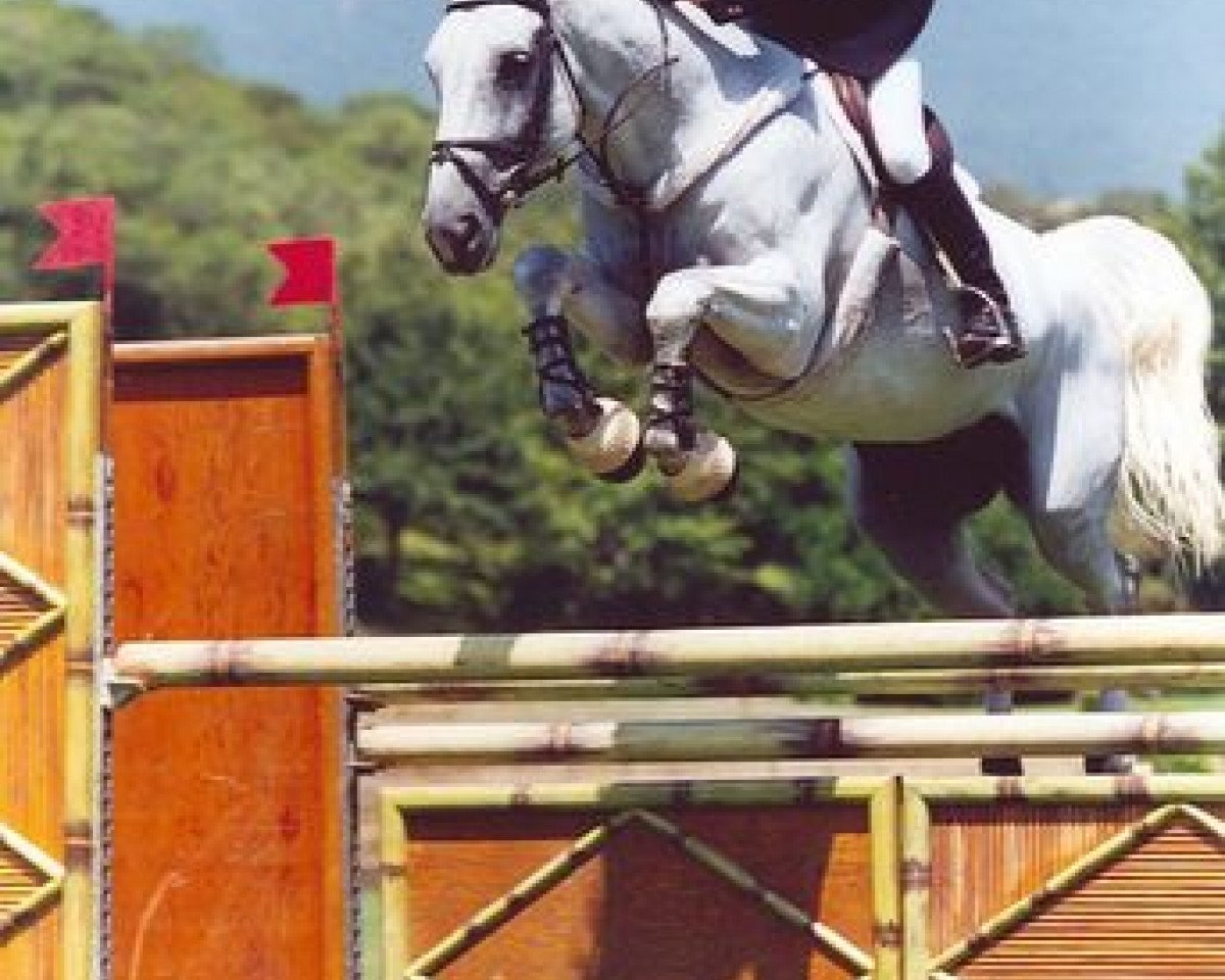broodmare Esperanza La Silla (Holsteiner,  , from Cantus)