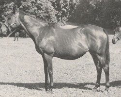 broodmare Sayonara xx (Thoroughbred, 1965, from Birkhahn xx)