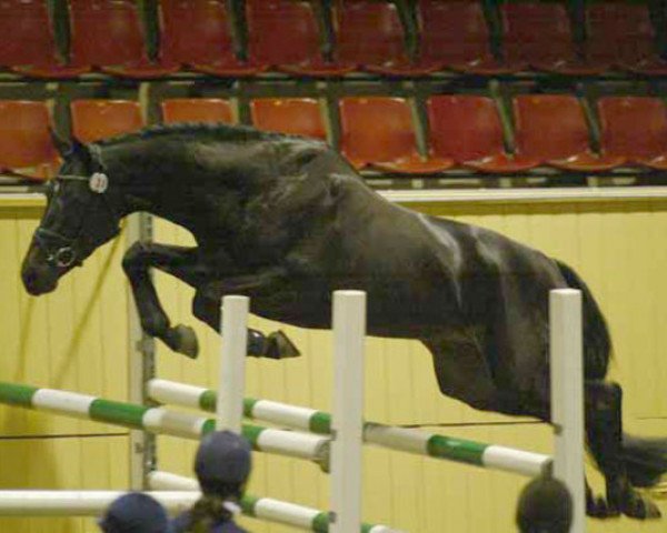 dressage horse Highlander 78 (Hanoverian, 2002, from Hohenstein I)