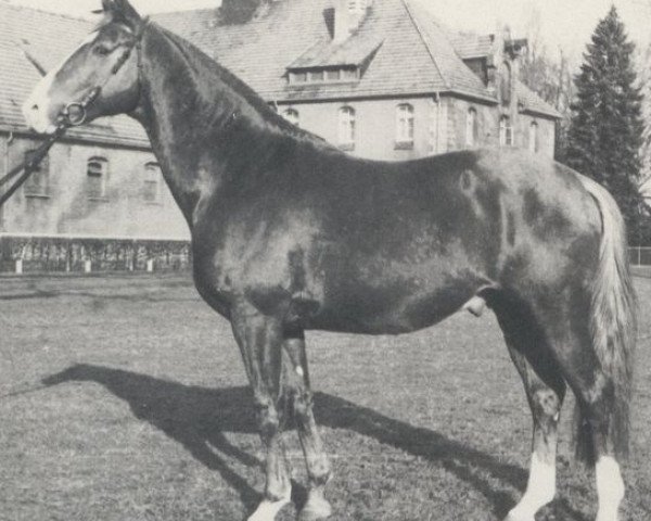 Pferd Nomade (Hannoveraner, 1970, von Novum xx)