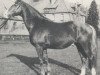 stallion Nomade (Hanoverian, 1970, from Novum xx)