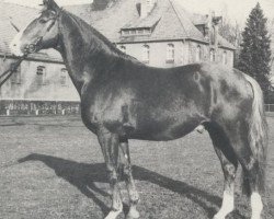 stallion Nomade (Hanoverian, 1970, from Novum xx)